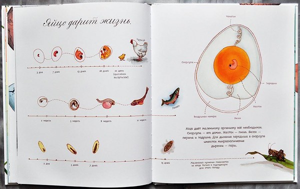 Bube, pilići, leptire. Proučavamo prirodu zajedno s djecom