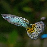Akvarijske ribe guppies
