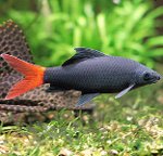 Akvarijske ribe: Labeo