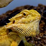 Bearded agama u terariju