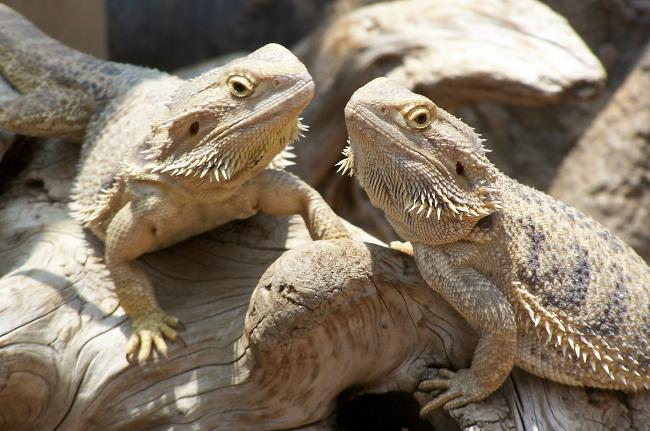 Bearded agama u terariju