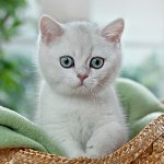 Britanski Chinchilla