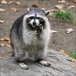 Početna Raccoons