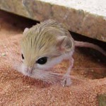 Home jerboa: održavanje i njegu