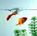 Dodatni inventar akvarija Dodatni inventar akvarija