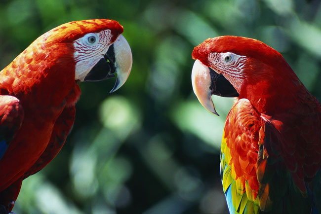 Kako podučiti papagaj da razgovara?