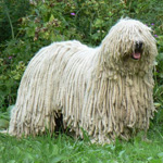 Komondor: Mađarski ovčar Komondor: Mađarski ovčar