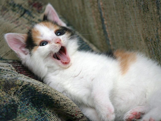 Kitten sneezes: što učiniti?