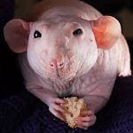 Sphynx štakori Sphynx štakori