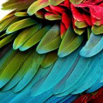 Moulting u papagajima