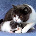 Mastitis u mačiću