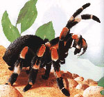 Kako se brinuti za pauk tarantule