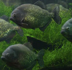 Piranhas u vašem akvariju Piranhas u vašem akvariju