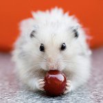 Prehrana hrčaka: mozhno sam nelzya Prehrana hrčaka: mozhno sam nelzya