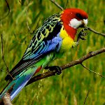 Parrots of Rosellans