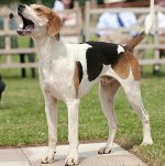 Američki Foxhound
