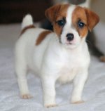 Pasmina Jack Russell terijer