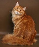Maine Coon mačka pasmina