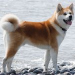 Pasmina pasa: Akita Inu Pasmina pasa: Akita Inu