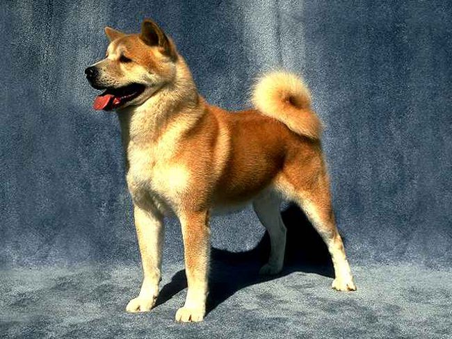 Pasmina pasa: Akita Inu Pasmina pasa: Akita Inu