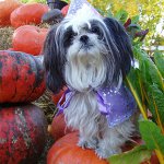 Pasmina pasa Shih Tzu