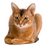 Pasmine mačaka: Abyssinian cat