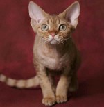 Pasmine mačaka: Devon Rex