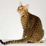 Pasmine mačaka: ocicat Pasmine mačaka: ocicat