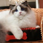 Pasmine mačaka: ragdoll