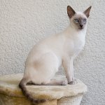 Pasmine mačaka: Sijamska mačka