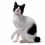Pasmine mačaka: Japanski Bobtail