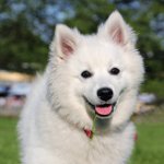 Pasmina pasa: American Spitz