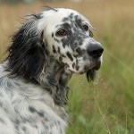 Pas pasmine: Engleski Setter