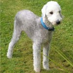 Pasmine pasa: bedlington terijer
