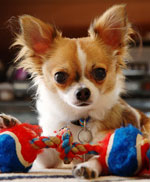 Pasmine pasa: chihuahua