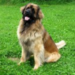 Pas uzgajati: leonberger Pas uzgajati: leonberger