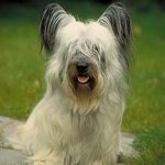 Pas uzgajati: Skye terijer