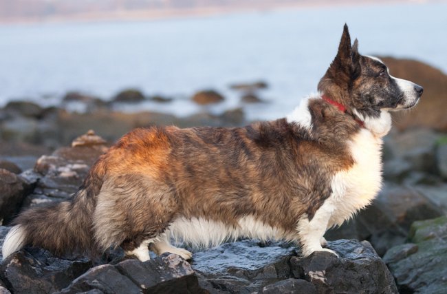 Pas uzgajati: welsh corgi kardigan