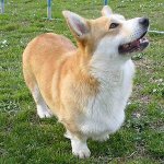 Pasmine pasa: welsh corgi pembroke