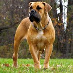 Pasmine pasa: Južnoafrički Boerboel Pasmine pasa: Južnoafrički Boerboel