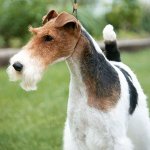 Pas uzgajati: grubo-oči fox terijer Pas uzgajati: grubo-oči fox terijer