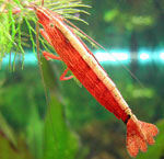 Akvarij škampi Akvarij škampi