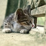 Cat Lost: što učiniti?