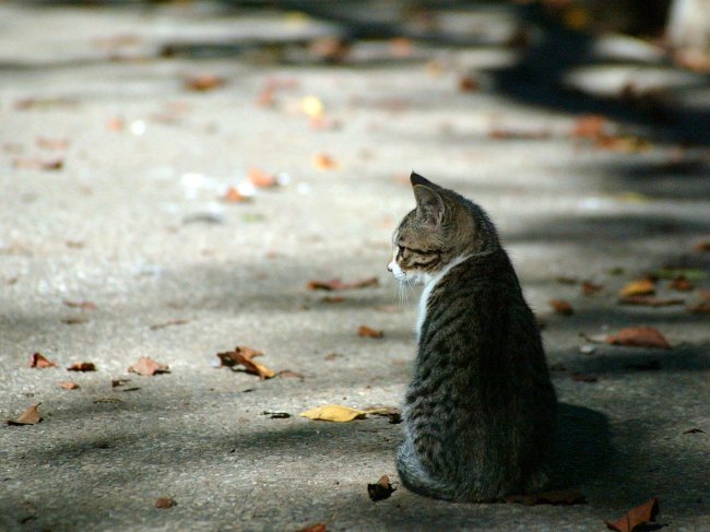 Cat Lost: što učiniti?