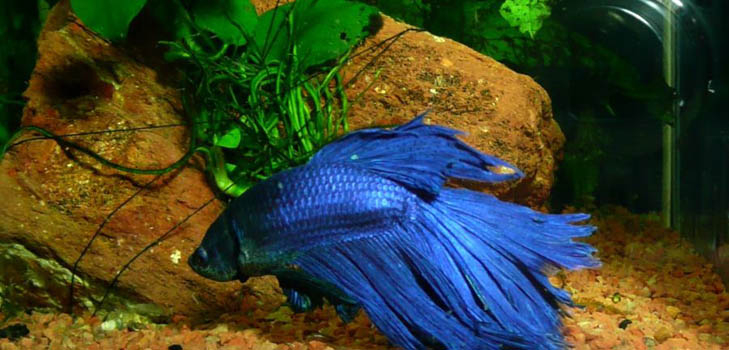 Cockfish: skrb, sadržaj, prehrana