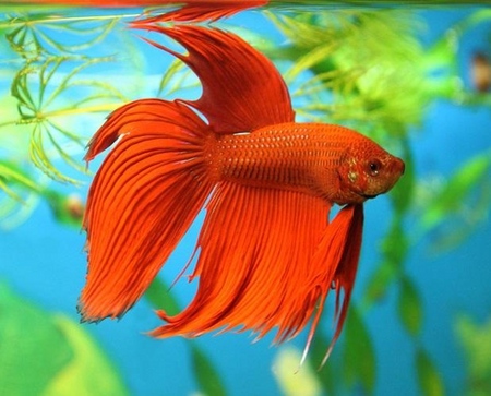 Cockfish: skrb, sadržaj, prehrana