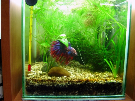 Cockfish: skrb, sadržaj, prehrana