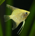 Riba skalara
