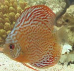 Najpopularnije vrste cichlids Najpopularnije vrste cichlids