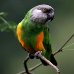 Senegalski papagaj Senegalski papagaj